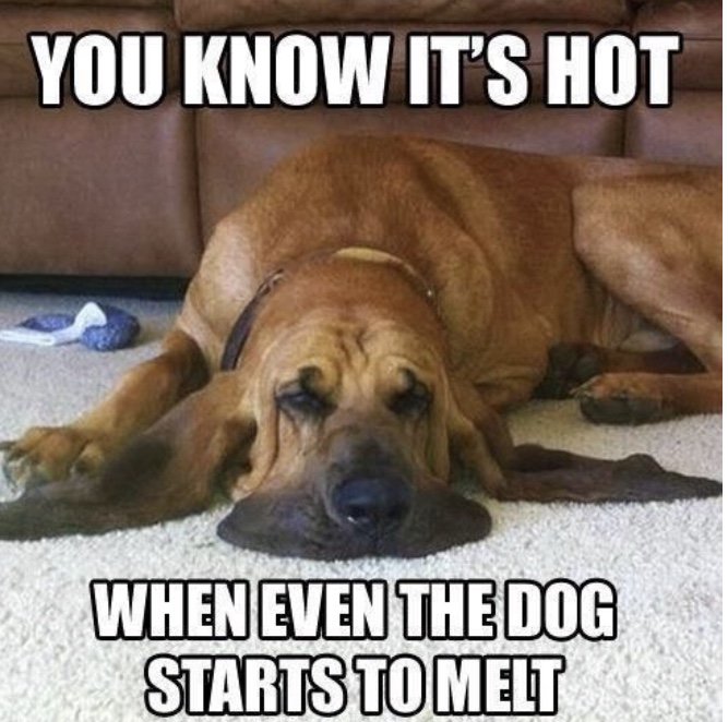 VetDepot's tweet photo. Happy #Friday! Stay cool and #hydrated this #weekend!🌞 
#Petsoftwitter #catsoftwitter #dogsoftwitter https://t.co/46WQkcwNdk