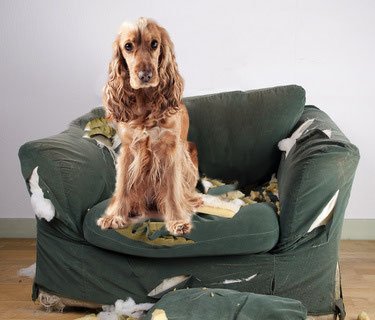 New post (Separation Anxiety: Why You Can Not Afford to Leave Your Dog Alone) has been published on Cheaply Pet Supplies - is.gd/p0pPRs