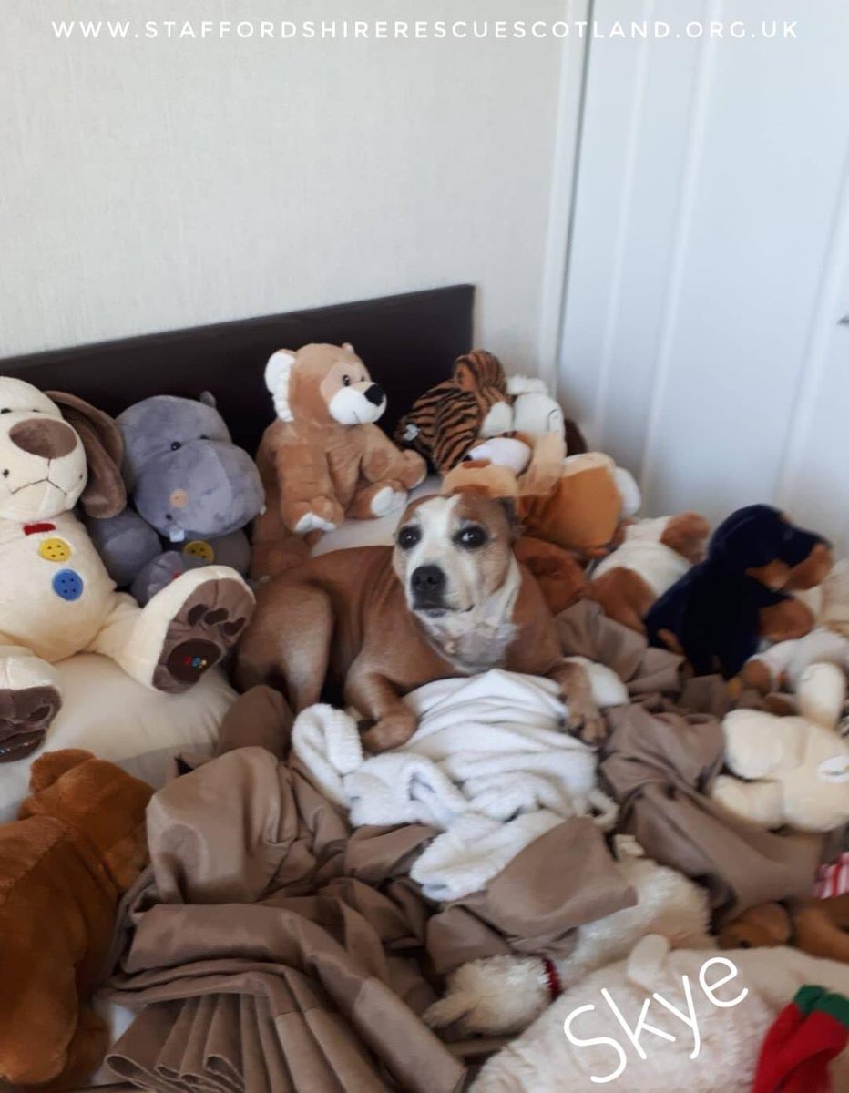 I'm officially the world's bestest hide and seek champion ever!
Skye (adopted) #adoptdontshop #AdoptDontShop #rescuedog #rescueddog #staffies #staffiesoftwitter #fureverhome #foreverhome