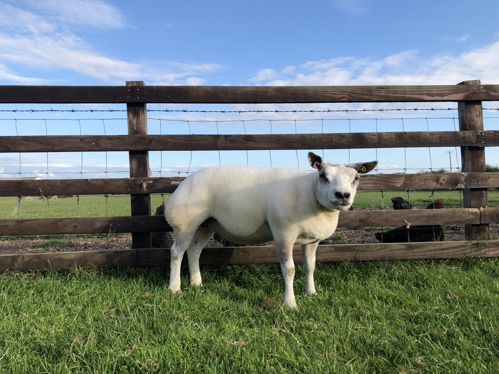 StoryBook27's tweet photo. @SKELTONSHOW preps all done. Plenty of ☀️ forecast, hopeful of a refreshing breeze. #beltex #skeltonshow https://t.co/v2ykZiTTBJ