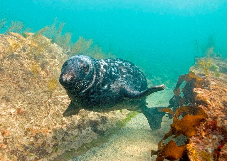Devon's marine wildlife needs a wave of support. DWT Chief Exec Harry Barton on the importance of more protected areas in our seas devonwildlifetrust.org/node/1767
