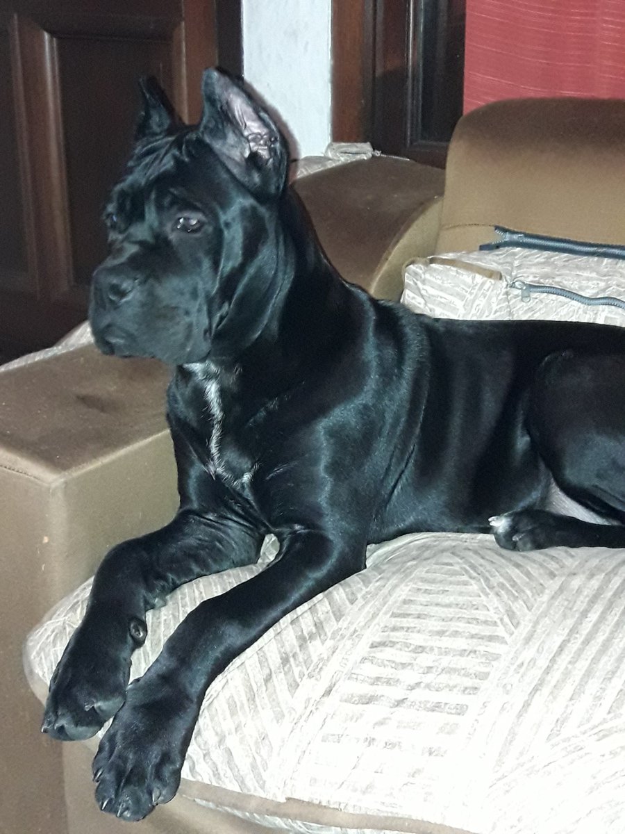 oftoshi's tweet image. Cachorros Cane Corso disponibles 2 meses edad. Se entregan con pedigree FCA