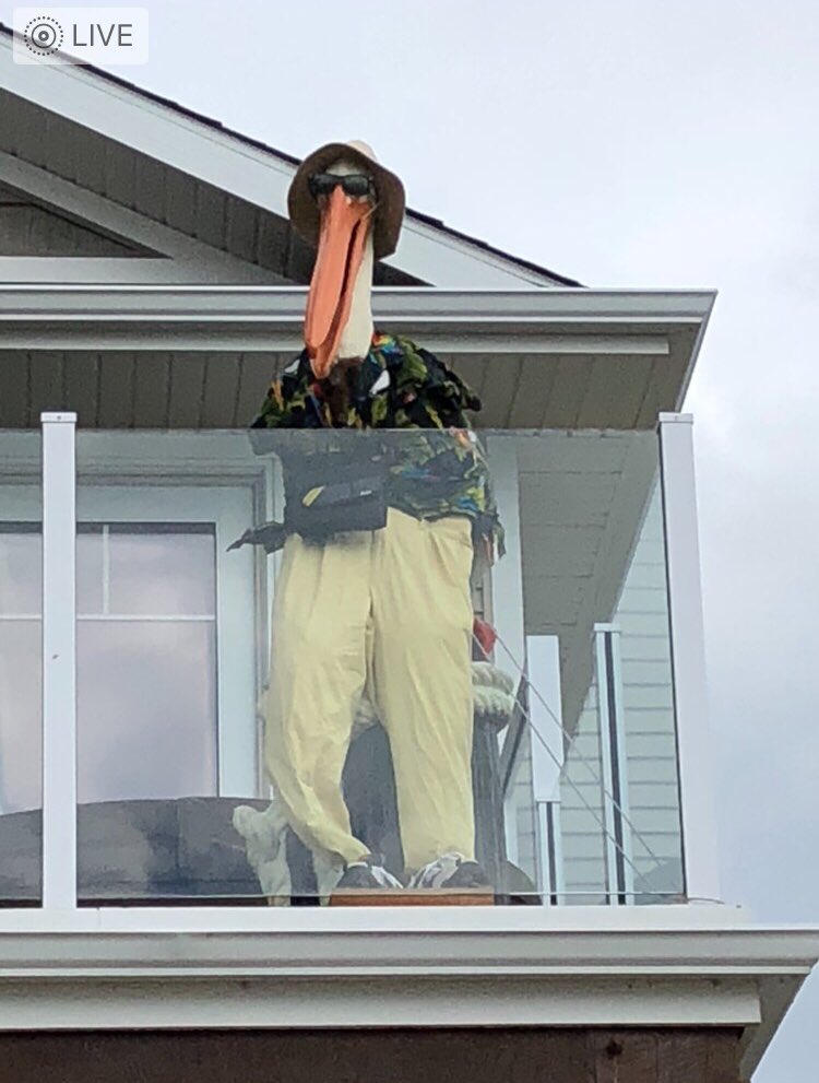 ivonnaholiday's tweet photo. More of Pelican Bill at the lake #centralalbertalakefun #centralalbertasylvanlake #waterfront #funatthelake #lifeatthelake #pelicanbill #summerfun #sylvanlakeattractions #sylvanlake https://t.co/HuOWF5iCYy