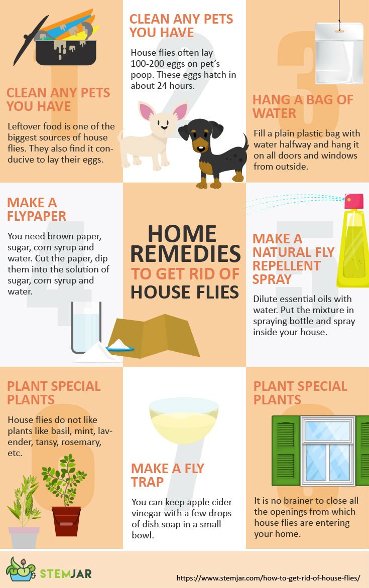 Stemjar on X: temjarHow to Get Rid of House Flies? – 8 Natural Home  Remedies -  #Pests #PestControl #HouseFlies  #HomeRemedies #NaturalHomeRemedies #S  / X