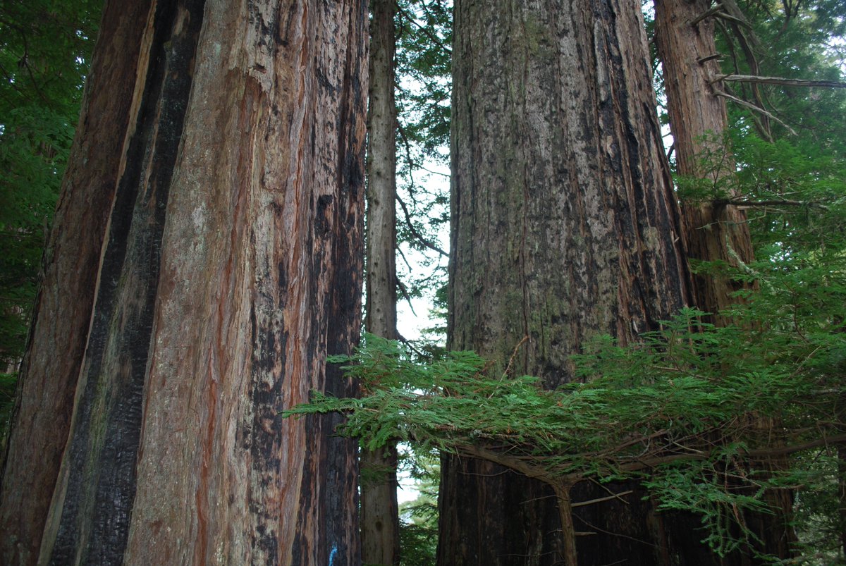 You can make an important contribution to protecting the redwood forest by dedicating a tree or grove in honor or memory of someone or something you love, or to mark important occasions such as weddings or anniversaries.
sempervirens.org/ways-to-give/d…