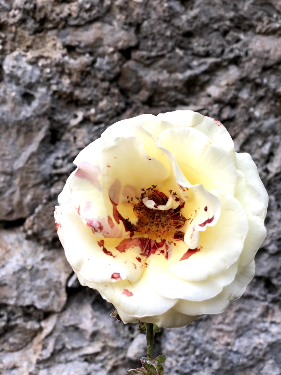 endecameron's tweet photo. I fiori bianchi stanno diventando rossi
- 1 all'#Ultimanotte #endecameron18 
@lucarallo @OpusPaulicium @MarcoStancati @LisaRocaille https://t.co/QIoEMUjy1G