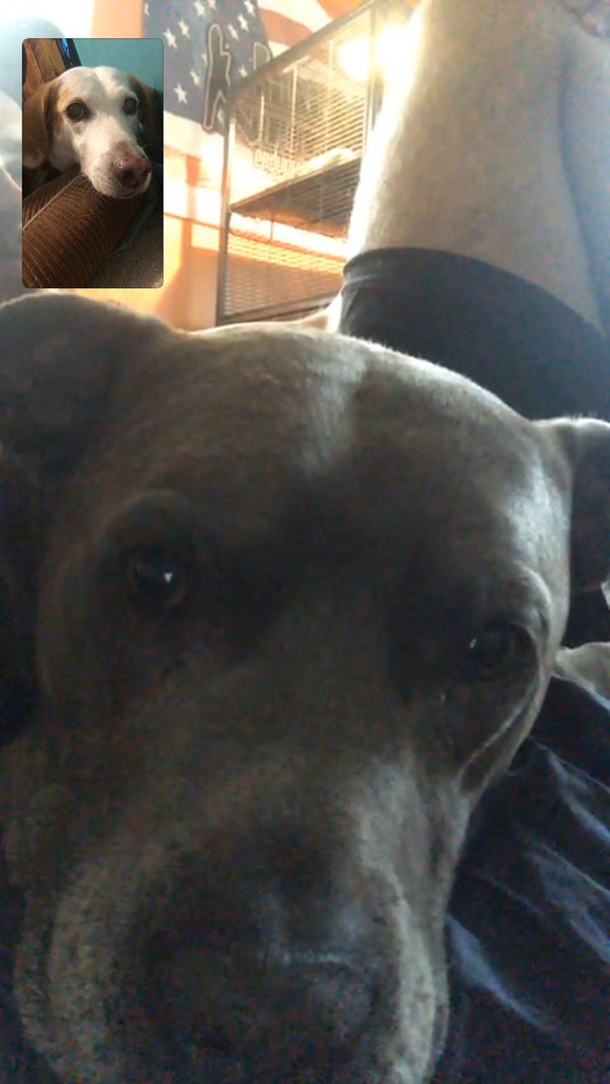 Yesterday I FaceTimed josh so our dogs decided to meet. 😂❤️ #loveisbrewing