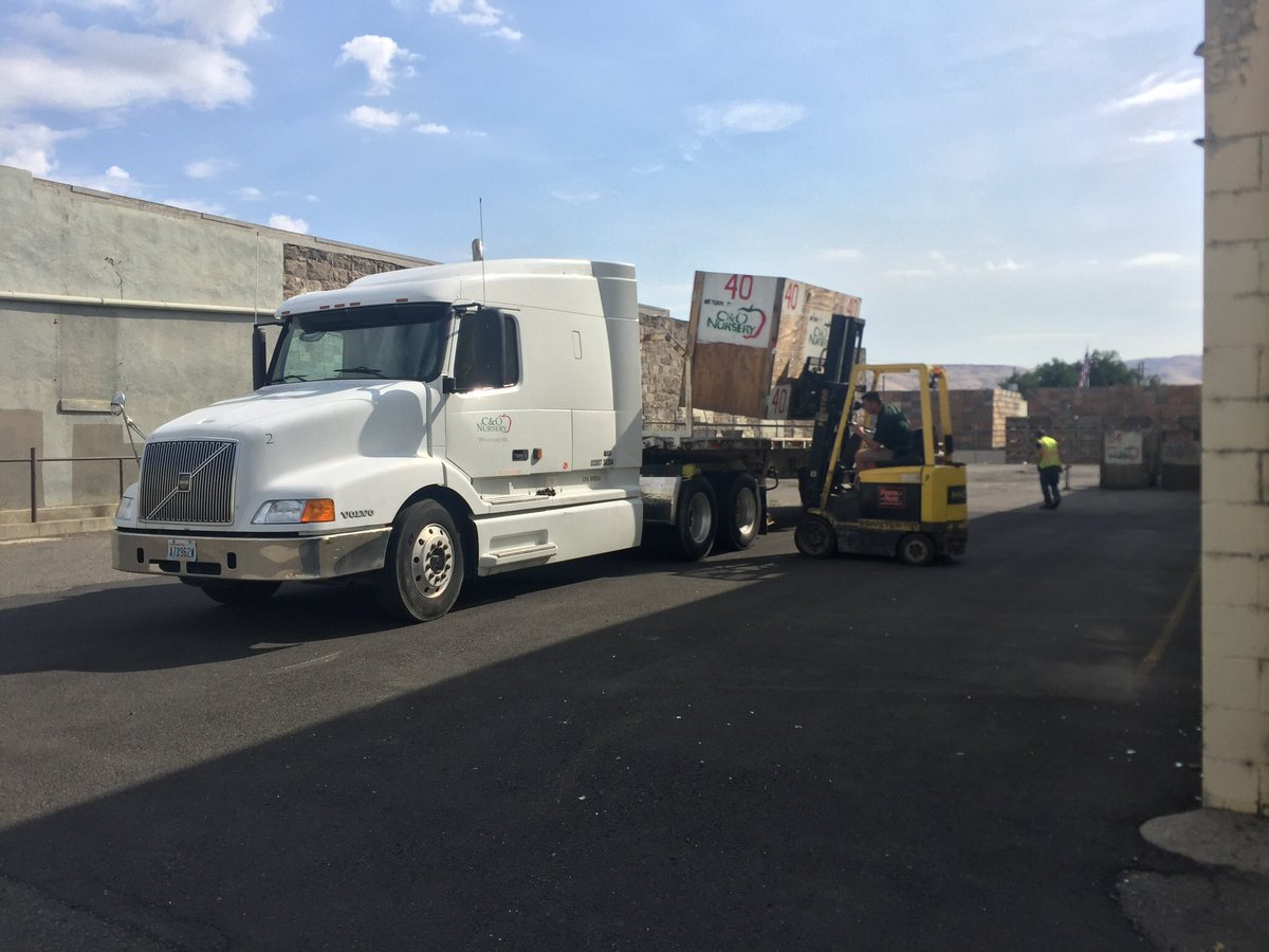 Picking up bins in Yakima today and enjoying the nice weather the spring planted C &amp; O trees are growing very well.