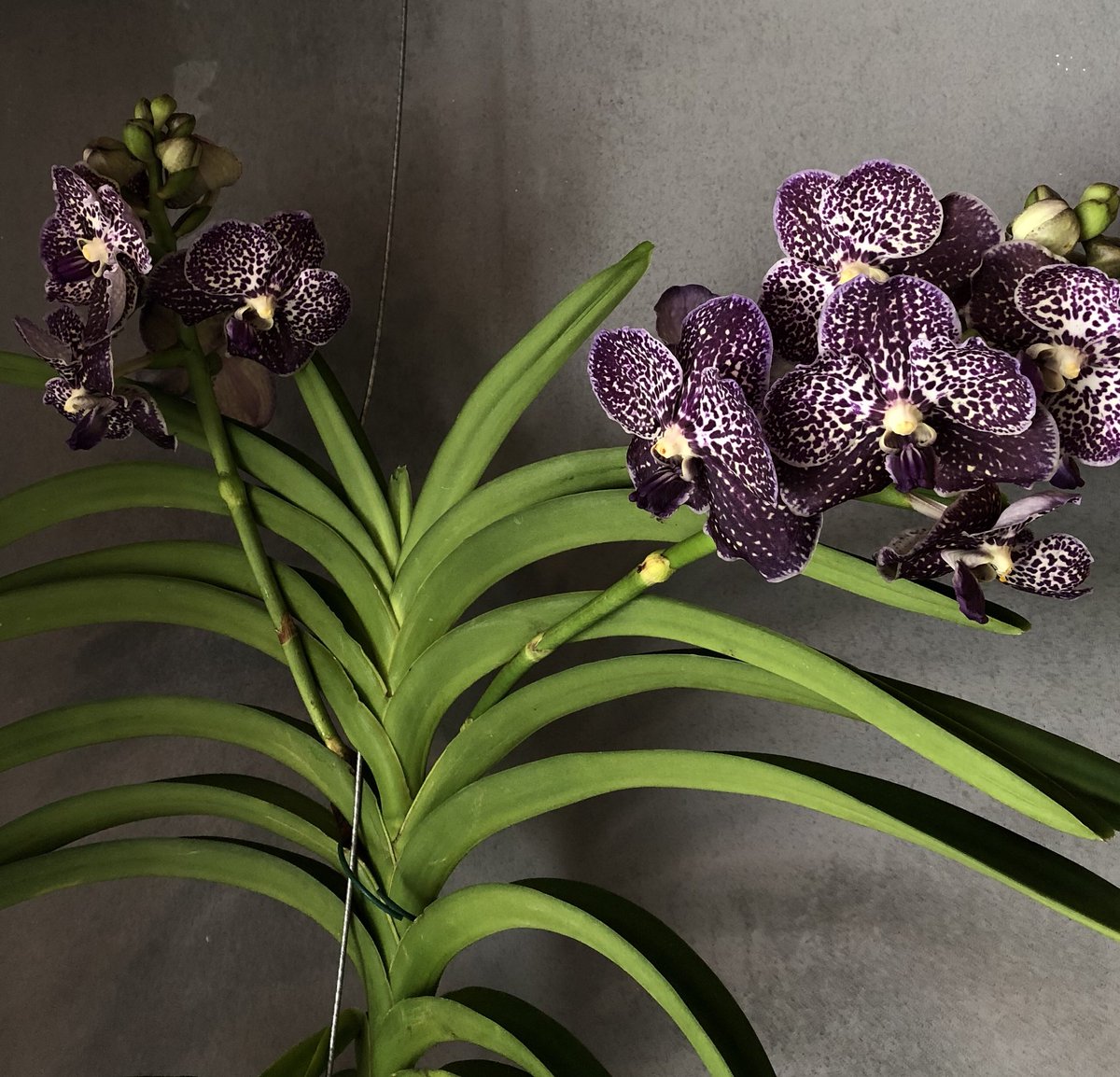 ExoticPlantStud's tweet photo. Glorious! 👑 Vanda Magic Black 🔮🖤 #orchids #vanda #black #ExoticPlantStud https://t.co/KIQzX6bpxX