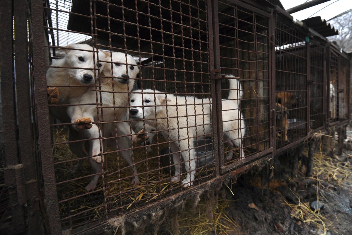 24HorasTVN's tweet photo. Corea del Sur prohíbe matanza de perros para consumo humano https://t.co/xuXRONkafr https://t.co/7YUsrWfzpN