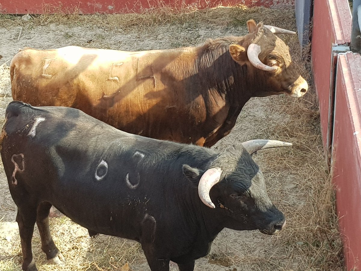 Toros de Castilla tweet media