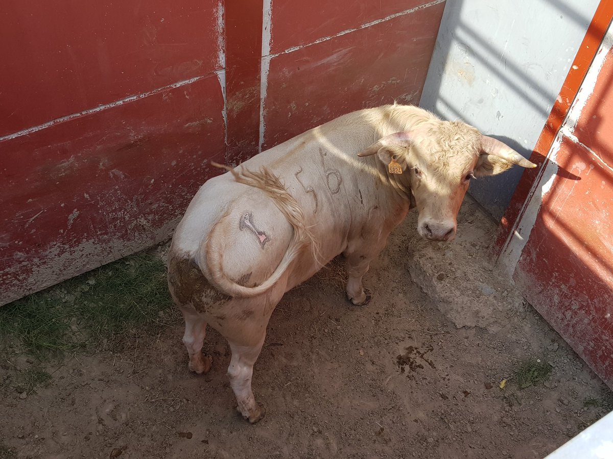 Toros de Castilla tweet media