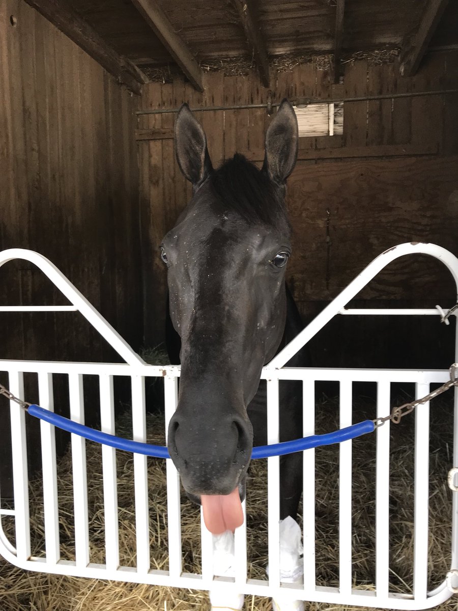 bradcoxracing's tweet photo. @BloomRacing @JRBloom3 Mythical Tale enjoying her handful of mints this afternoon #TeamCox #Savortheflavor #MythicalTale @ChurchillDowns https://t.co/vUc0pryeDo