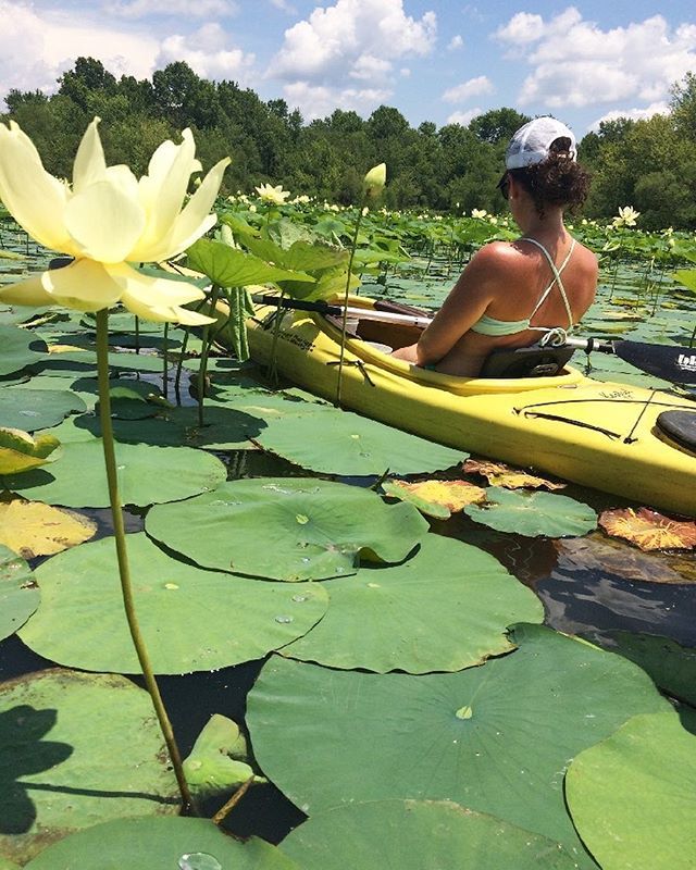 ILuvBrownCounty's tweet photo. Looking like a Lotus paradise at Lake Lemon these days.
•
•
#ilovebrowncounty #browncountyindiana #browncounty #nashvilleindiana #lakelemon #visitindiana #lotusflowers #h2gindiana #indianadnr #optoutside #hoosiergrammers #igersindiana #exploreindiana… https://t.co/r080LWjquV https://t.co/1aTU118O1z