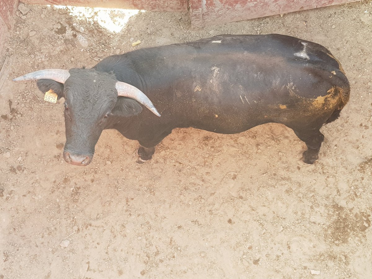 Toros de Castilla tweet media