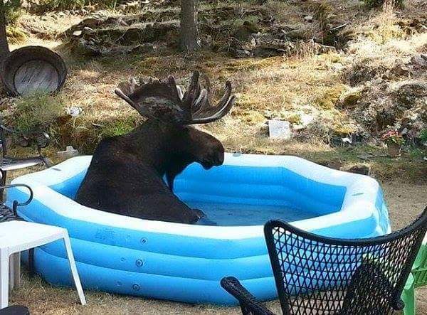 I always dreamed of a summer lovin like Sandy &amp; Danny but here in NL finding a moose in my pool is probs as close as I'm gonna get