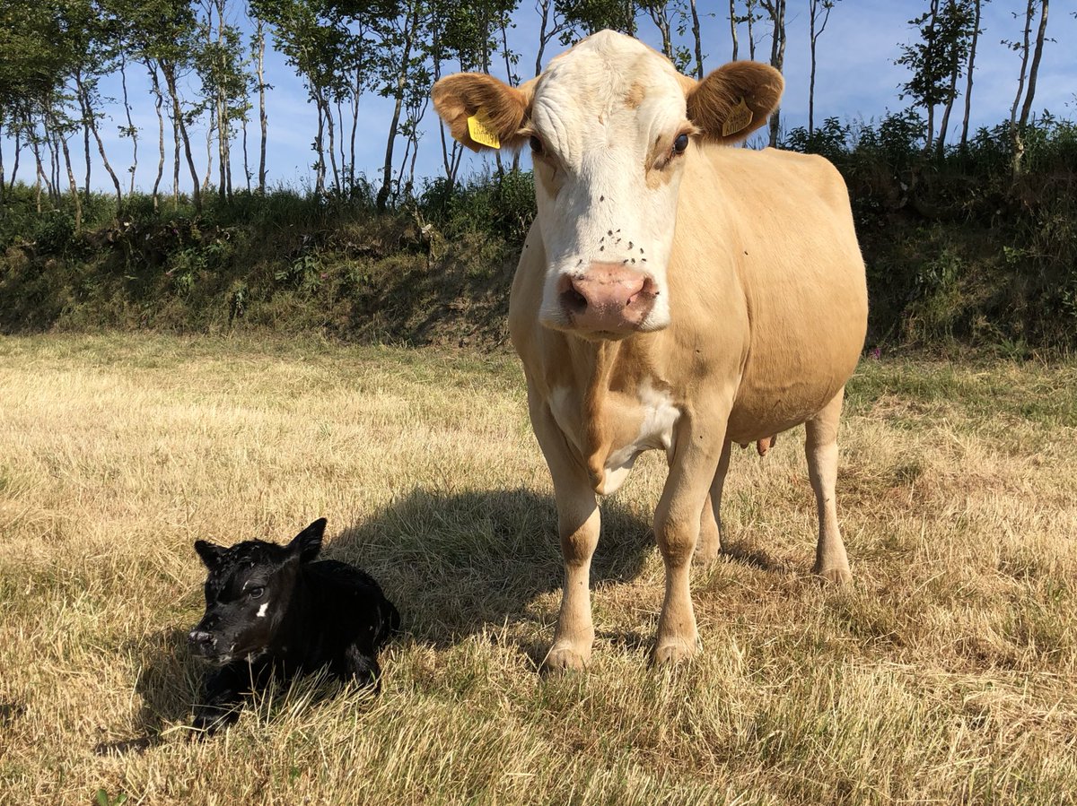 newlandfarm's tweet photo. Angus X bullcalf for YellowAC cow #NFCalving18 #ForestCows #Aftercut https://t.co/rFVCGqmY65