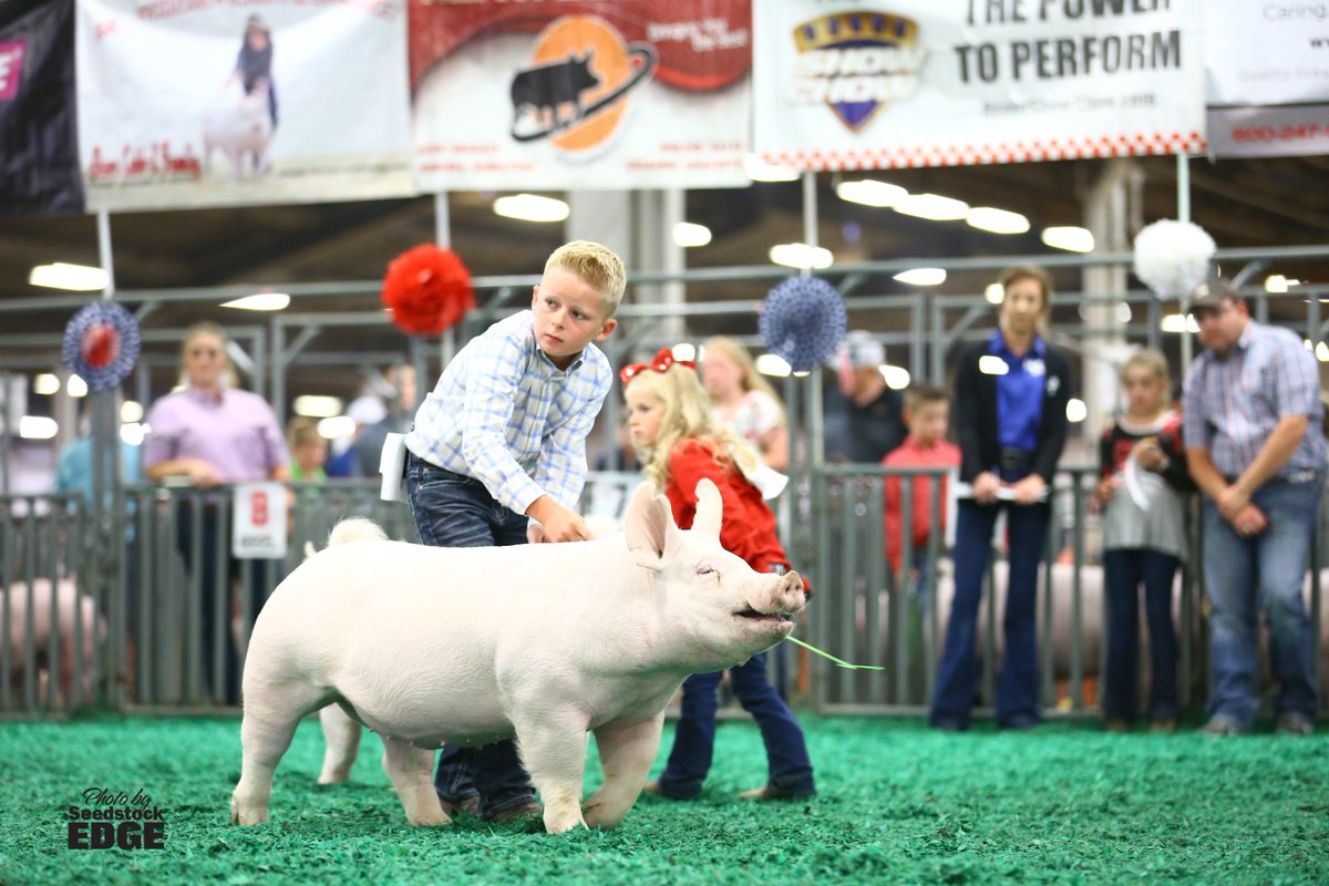 NationalSwine's tweet photo. Judges Blane Olson, Ill., and Ben Bobell, Ill., named Ethan Stohlquist, Ill., Champion Overall Bred-and-Owned Gilt at #NJSS18. Ethan's gilt is a daughter of KORB7 Chest Bump 12-6. For more bred-and-owned show results, visit https://t.co/EoHecqhr9t. https://t.co/j0I3NW2Mmw