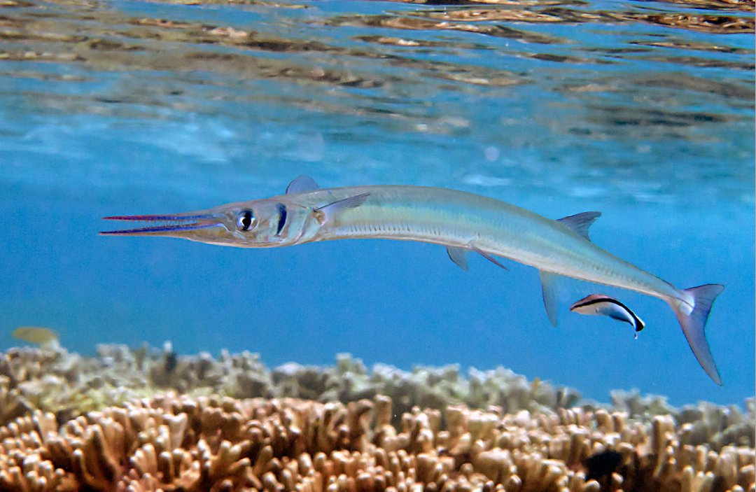 Needlefish! #DYK the eggs of the #needlefish are attached by a sticky thread which gets entangled in the floating debris or seaweed?