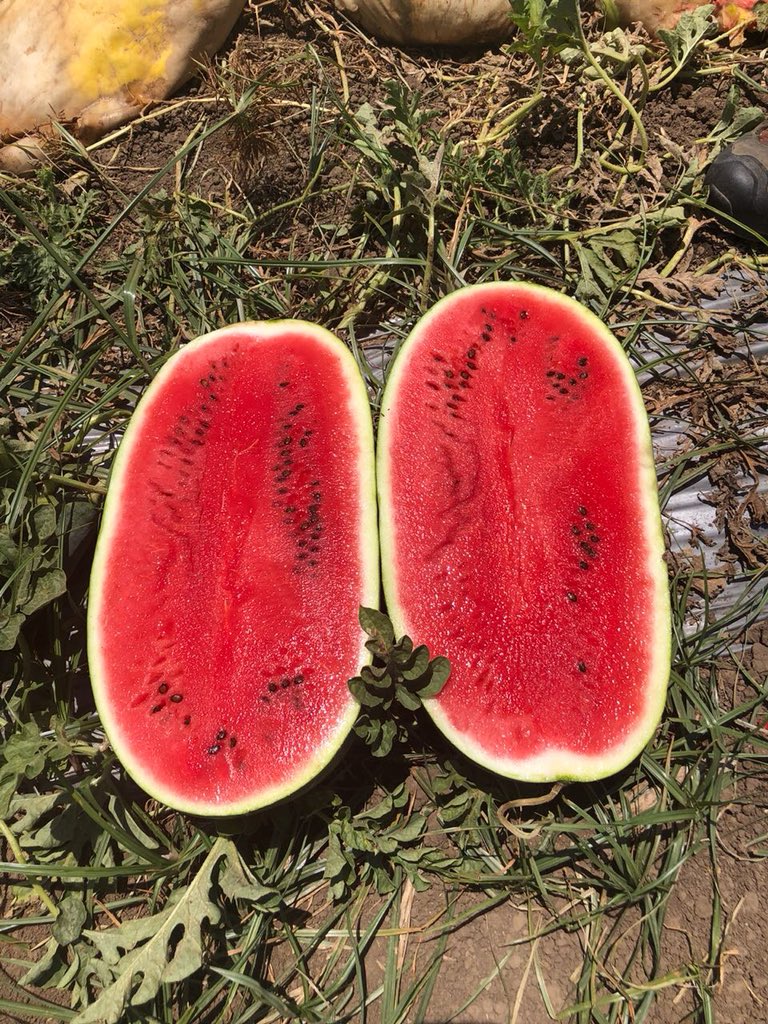 semillasfusari's tweet photo. #sandíalavalle #OrigeneSeeds #semillasfusari https://t.co/eFJo24oxQy