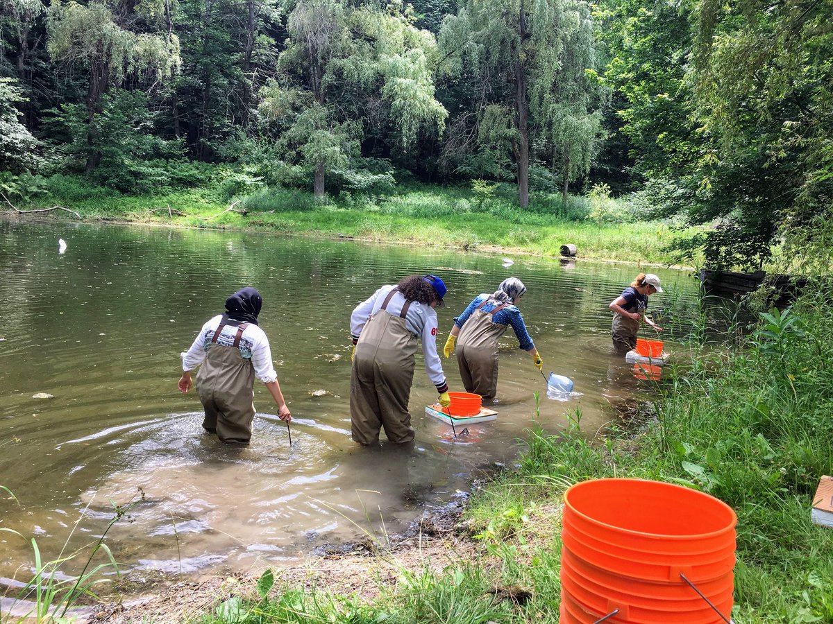 UTMBiology's tweet photo. #KSR
Real work starts: the team is collecting two species of backswimmers (common name for both): Notonecta irrorata and Notonecta undulata
#justThursday
#collecting
#teamwork
#waderssuck! https://t.co/xTfVlj3mpy