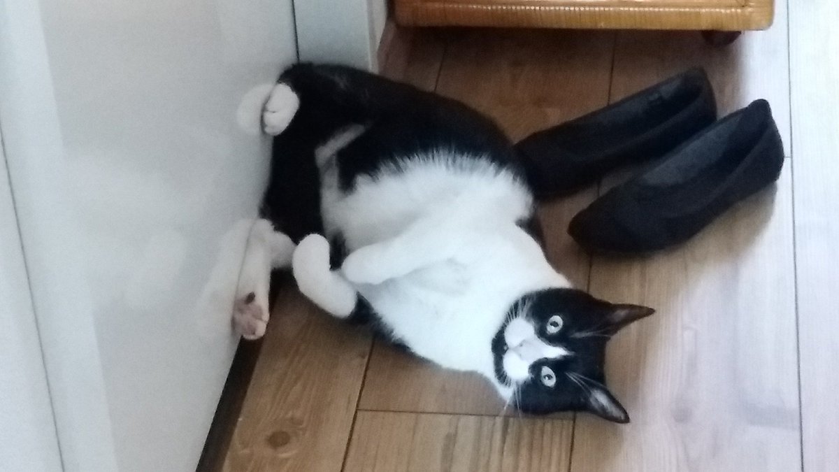 SirKnor's tweet photo. I will kick until you open this door human. OPEN. IT. OPEN IT NOAW. #CatsOfTwitter #cat #jellybellyfriday #pet https://t.co/ECxmlEMeT2