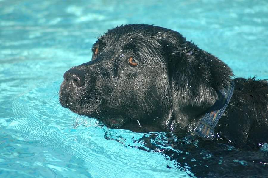 NETCreditUnion's tweet photo. Did you have bills to pay this weekend?  Hope you don't waste too much time when you could be lounging in the sun!  Have you tried #billpay?  Schedule your payments or push the money to pay your bills quickly &amp; conveniently from one place. #haveyoumetnet #bankonnet 🏊‍♀️🐕🌊 https://t.co/LCE2Jykc1p
