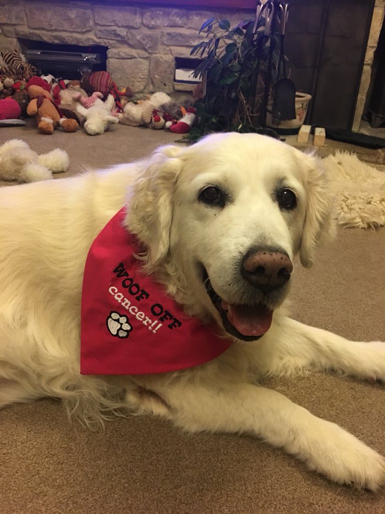 stephmarkmolly's tweet photo. Today we celebrate Mollys 3 year #cancerfree anniversary thanks to everyone @fitzpatrickref #frost for making it possible ππΆ also special π to @Cookiiedivine who we met 3 years ago today and looked after our baby bear so well #frostfamily #woofofcancer #doingitforblue πππ https://t.co/Csjq8Dt7Ft