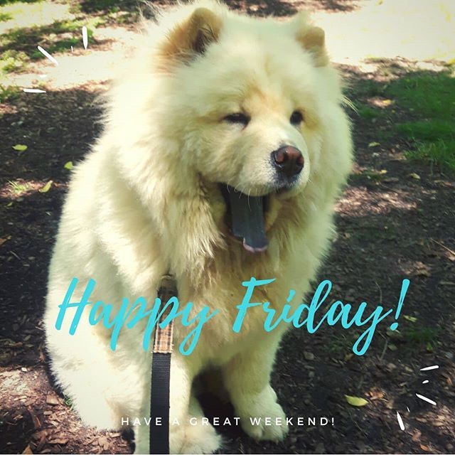 DailyDogDuties's tweet photo. Happy Friday! Looks like it's going to be a nice weekend! #happyfriday #keepcool #summer #dailyvisit #burlingtondogwalker #chowchow #burlon #dogwalker #dogsofinstgram https://t.co/tzmZ8hZruO