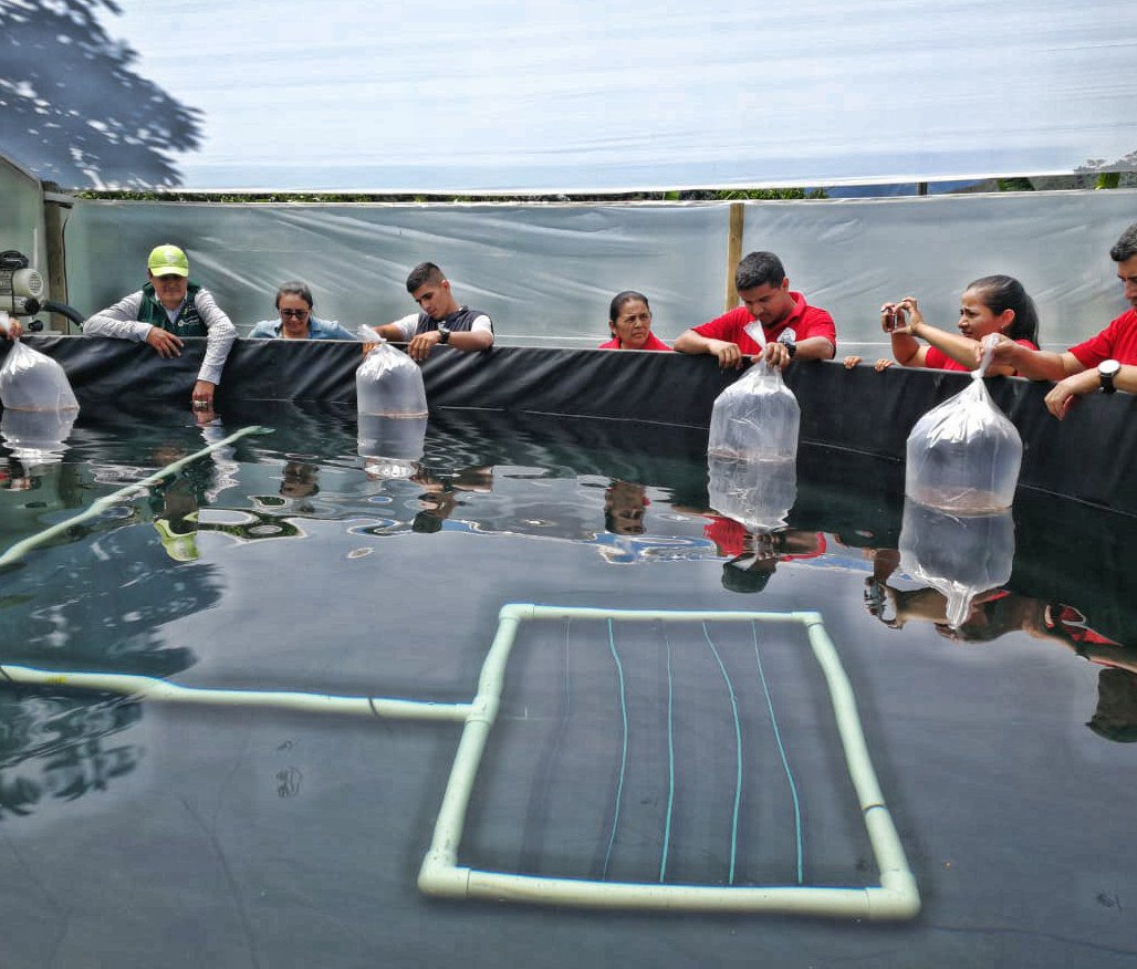 CNLGold's tweet photo. Avanzamos con siembra de 3.000 alevinos de tilapia en primer tanque de invernadero piscícola con Asoc. Minera Higabra de Formalización en #Buriticá. Este proyecto de agrominería reúne a Siembra Futuro, @ComfenalcoAnt, #TECOC y @Buriticanosune #MineríaModerna #MineríaBienHecha https://t.co/pb7TMVnf65