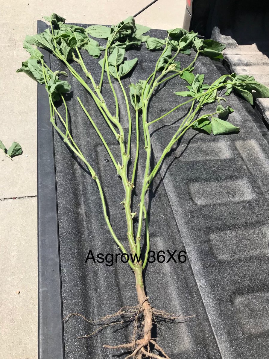 Asgrow 36X6 loaded with 28 nodes, at R3 perfect for fungicide - tons of yield to protect #Asgrow_Dekalb