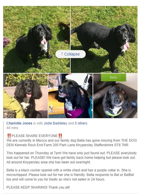 ˜”*°•.˜”*°• !Your worst nighmare come true! On Hols N your dog is missing

Bella is missing from Kennels Park Lane Knypersley Staffordshire ST8 7NR 05/07/2018

RT to help find BELLA!
 •°*”˜.•°*”˜