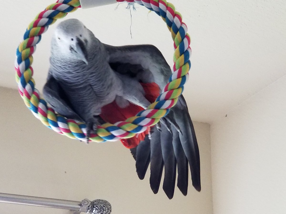 FlockIsFamily's tweet photo. @ParrotStanley @myleftfang Did somebirdy say "Parrot Yoga"?!? #TrainerCat https://t.co/aogsXYGuzH