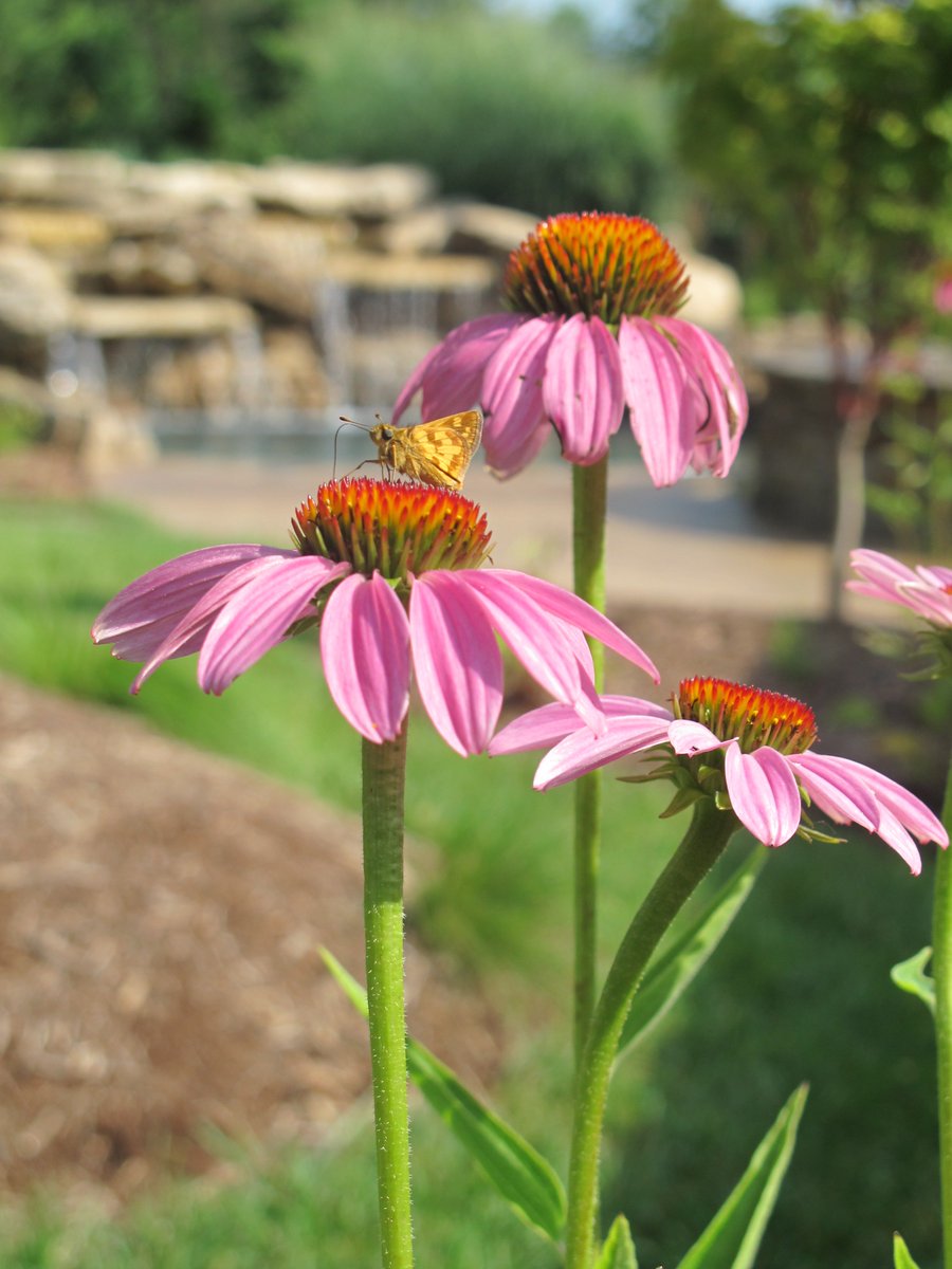 dtls_studio's tweet photo. This little #skipper is taking advantage of a beautiful #FreshAirFriday at one of our #residentialdesign #landarch projects. #Echinacea #MONative https://t.co/Kbxn7F0m5b