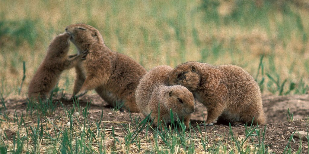 Prairie dogs appear to kiss each other