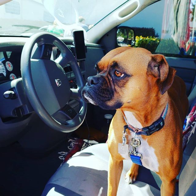MudRiverLive's tweet photo. Going camping #🏕 #nwboxerrescue #boxersofinstagram #droptopcampers https://t.co/fgq6T9qiod https://t.co/AXry9iJQ9e