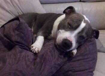 missingdogs155's tweet photo. @rosiedoc666 @FindWentworth  Male Elderly Staffy Wentworth Missing From Hemel Hempstead 🐶 since April 😞 Have You Seen Wentworth ? 🙏 https://t.co/pUNxAlvxy3