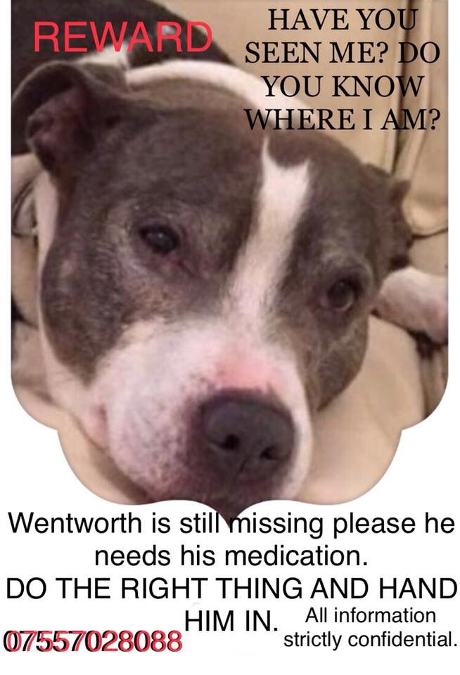 missingdogs155's tweet photo. @rosiedoc666 @FindWentworth  Male Elderly Staffy Wentworth Missing From Hemel Hempstead 🐶 since April 😞 Have You Seen Wentworth ? 🙏 https://t.co/pUNxAlvxy3