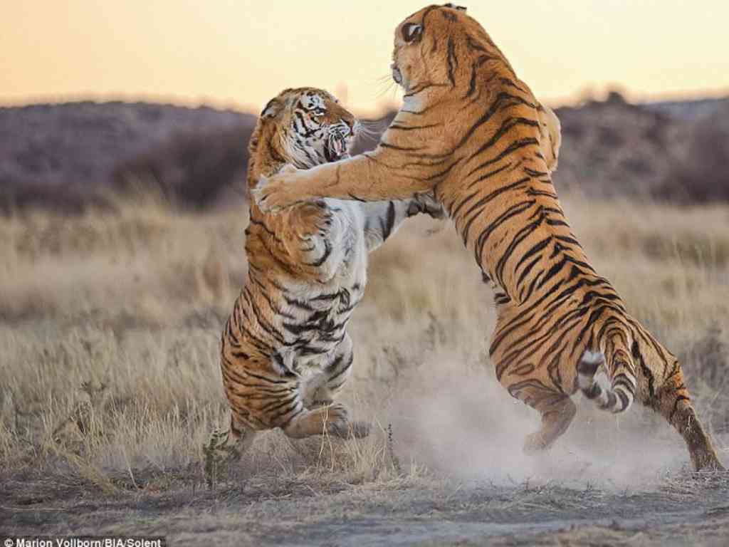 Les duels Lukaku / Marcelo ! #BRABEL Go #Belgium 🇹🇩