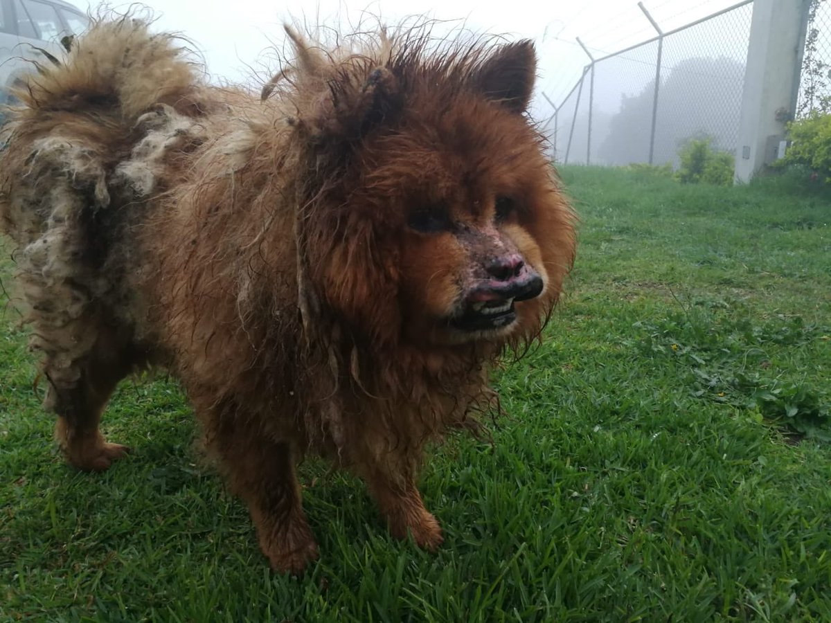 Con el dolor de mi alma, les cuento que este bebecito lo acabamos de rescatar. 😭💔

Aunque tiene casa cuna, le quemaron el hocico y tiene varias infecciones, que debemos pagar al veterinario.

Cualquier ayuda cuenta en serio 🙏🏾 no duden contactarme, toda ayuda cuenta.