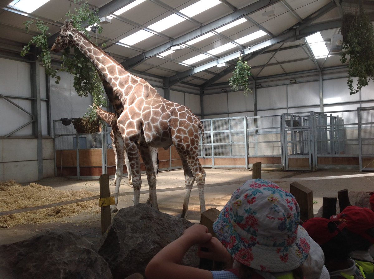 FairfieldRD's tweet photo. Did you know? Giraffes are herbivores, which means they eat only plants. #FPA #Shinelikeastar #science #animals @fairfieldnotts https://t.co/eqbr04q1At