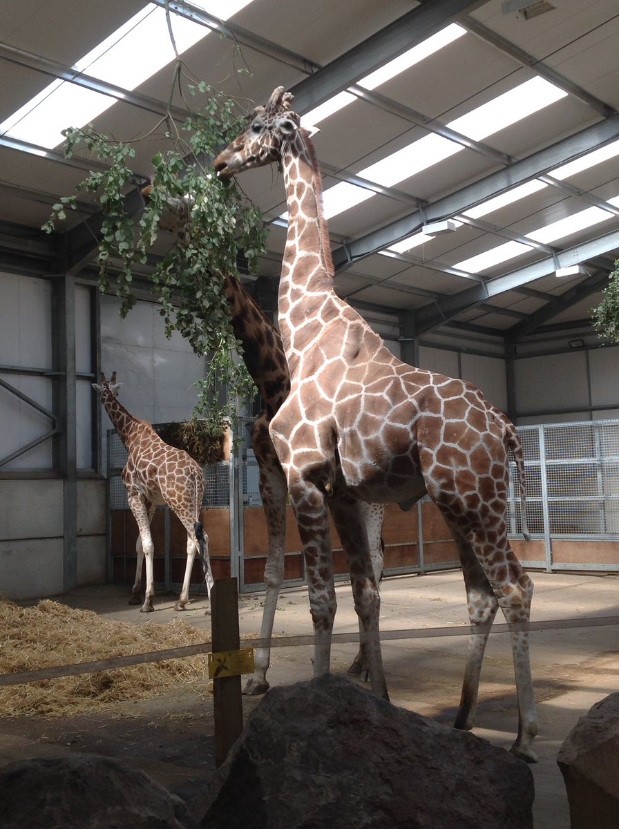 FairfieldRD's tweet photo. Did you know? Giraffes are herbivores, which means they eat only plants. #FPA #Shinelikeastar #science #animals @fairfieldnotts https://t.co/eqbr04q1At