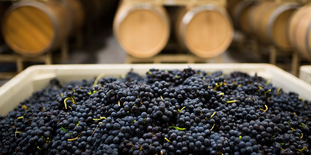 How well do you know Syrah? Put your #wine knowledge to the test with our quiz! (📸 : <a href="/DuchmanWinery/">Duchman Winery</a>) winesp.ec/2KBou2J