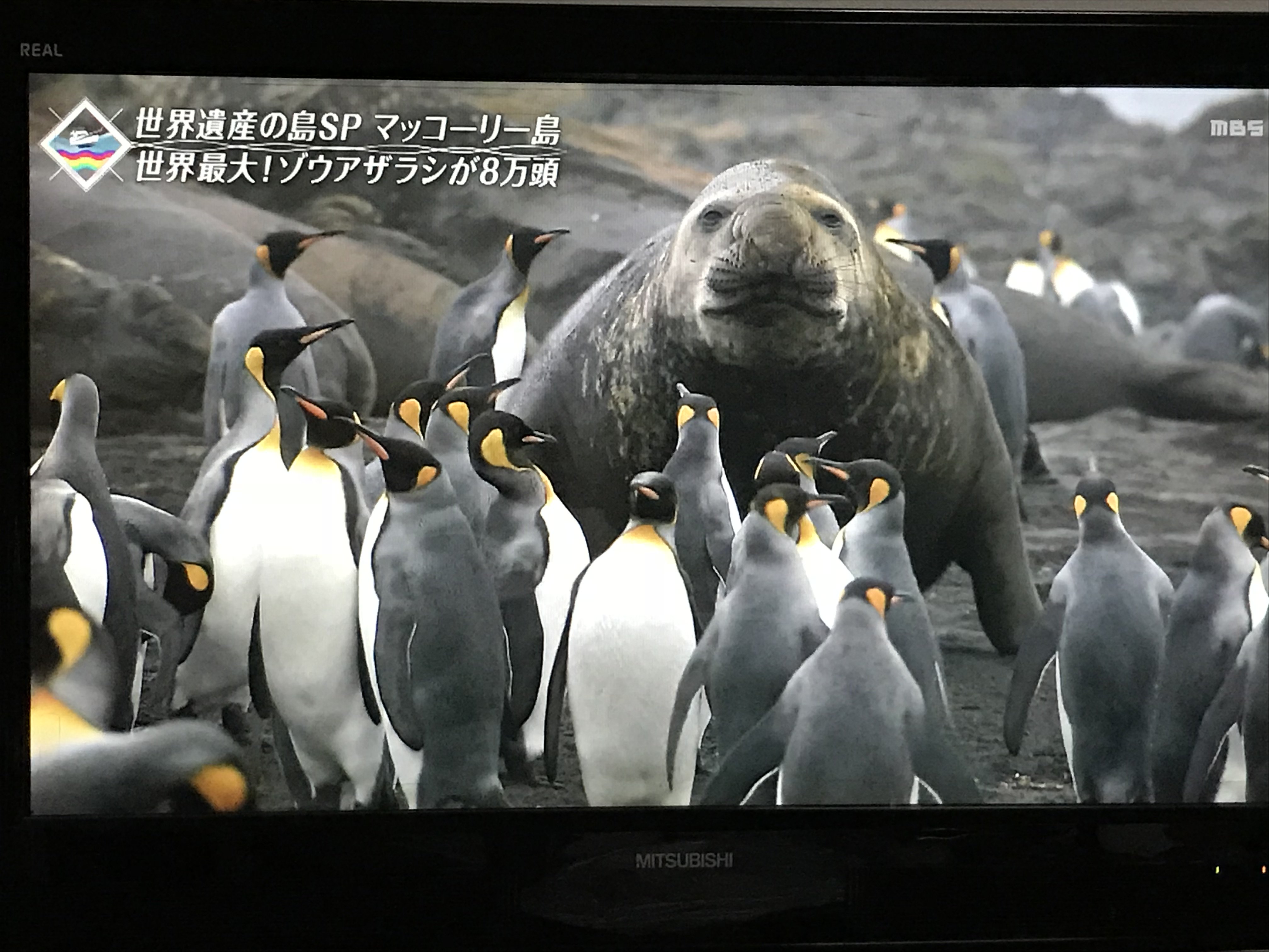 マッコーリー島 Twitter Search Twitter