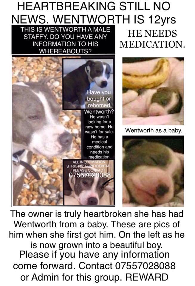 lyingBOTSph's tweet photo. Someone MUST have seen all efforts to find this dear boy by now, after a massive tweetstorm recently. Please put yourself in his devastated owner's shoes, made worse by his MEDICAL needs! This situation can't go on any longer. Please come forward and get him home @FindWentworth https://t.co/g0QE5SxJyf