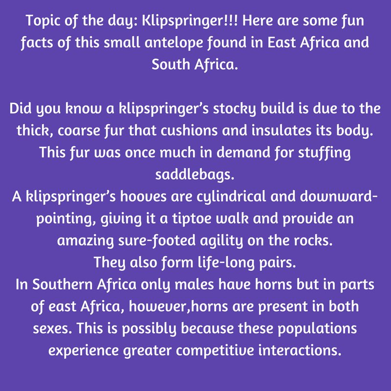 Topic of the day: Klipspringer!!! Here are some fun facts of this small antelope found in East Africa and South Africa.