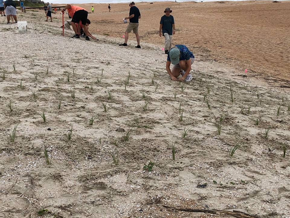 Last month, GTM and Northeast Florida Aquatic Preserves staff, their families and a lot of wonderful volunteers planted sea oats on GTM's beach. Thanks to everyone for showing up early on a Saturday morning to help protect the shoreline! #DEPintheField