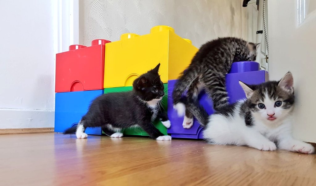 Twitter: They're going to scale that pathetic wall you built in minutes.Me: Pffft... yea I think I know how to fortify my own entrance, thanks. It's inescapable.   Kittens: Hold my milkbar.