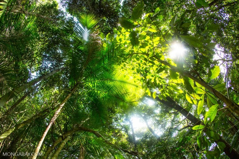 Teleferika_'s tweet photo. The world lost an area of tropical forest the size of Bangladesh in 2017
https://t.co/irczNXh18L https://t.co/XBhyzKfvSw