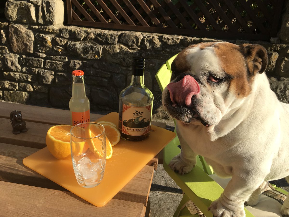Ewenny2's tweet photo. That’s right George... it’s Friday....#bartirum #Bulldog https://t.co/tK9IKAaf0X